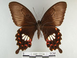 中文名:玉帶鳳蝶(1282-17156)學名:Papilio polytes pasikrates Fruhstorfer, 1908(1282-17156)