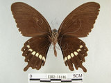 中文名:玉帶鳳蝶(1282-18446)學名:Papilio polytes pasikrates Fruhstorfer, 1908(1282-18446)