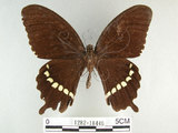 中文名:玉帶鳳蝶(1282-18446)學名:Papilio polytes pasikrates Fruhstorfer, 1908(1282-18446)