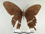 中文名:玉帶鳳蝶(1282-18211)學名:Papilio polytes pasikrates Fruhstorfer, 1908(1282-18211)