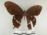 中文名:玉帶鳳蝶(1282-18211)學名:Papilio polytes pasikrates Fruhstorfer, 1908(1282-18211)