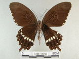 中文名:玉帶鳳蝶(1282-17291)學名:Papilio polytes pasikrates Fruhstorfer, 1908(1282-17291)