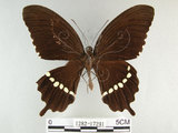 中文名:玉帶鳳蝶(1282-17291)學名:Papilio polytes pasikrates Fruhstorfer, 1908(1282-17291)