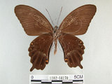 中文名:玉帶鳳蝶(1282-18170)學名:Papilio polytes pasikrates Fruhstorfer, 1908(1282-18170)