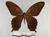 中文名:玉帶鳳蝶(1282-18170)學名:Papilio polytes pasikrates Fruhstorfer, 1908(1282-18170)