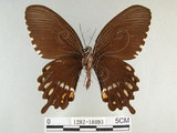 中文名:玉帶鳳蝶(1282-18093)學名:Papilio polytes pasikrates Fruhstorfer, 1908(1282-18093)