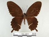 中文名:玉帶鳳蝶(1282-18093)學名:Papilio polytes pasikrates Fruhstorfer, 1908(1282-18093)