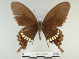 中文名:玉帶鳳蝶(1282-18370)學名:Papilio polytes pasikrates Fruhstorfer, 1908(1282-18370)