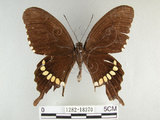 中文名:玉帶鳳蝶(1282-18370)學名:Papilio polytes pasikrates Fruhstorfer, 1908(1282-18370)