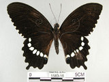 中文名:玉帶鳳蝶(1583-16)學名:Papilio polytes pasikrates Fruhstorfer, 1908(1583-16)