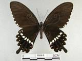 中文名:玉帶鳳蝶(1588-5)學名:Papilio polytes pasikrates Fruhstorfer, 1908(1588-5)