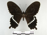 中文名:玉帶鳳蝶(1588-5)學名:Papilio polytes pasikrates Fruhstorfer, 1908(1588-5)