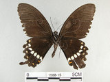 中文名:玉帶鳳蝶(1588-15)學名:Papilio polytes pasikrates Fruhstorfer, 1908(1588-15)