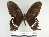 中文名:玉帶鳳蝶(1588-15)學名:Papilio polytes pasikrates Fruhstorfer, 1908(1588-15)