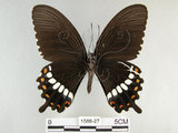 中文名:玉帶鳳蝶(1588-27)學名:Papilio polytes pasikrates Fruhstorfer, 1908(1588-27)