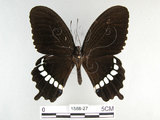 中文名:玉帶鳳蝶(1588-27)學名:Papilio polytes pasikrates Fruhstorfer, 1908(1588-27)