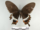 中文名:玉帶鳳蝶(1720-2)學名:Papilio polytes pasikrates Fruhstorfer, 1908(1720-2)