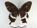 中文名:玉帶鳳蝶(1720-2)學名:Papilio polytes pasikrates Fruhstorfer, 1908(1720-2)