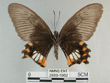 中文名:玉帶鳳蝶(2889-1662)學名:Papilio polytes pasikrates Fruhstorfer, 1908(2889-1662)