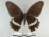中文名:玉帶鳳蝶(2889-1638)學名:Papilio polytes pasikrates Fruhstorfer, 1908(2889-1638)