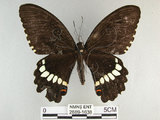 中文名:玉帶鳳蝶(2889-1638)學名:Papilio polytes pasikrates Fruhstorfer, 1908(2889-1638)