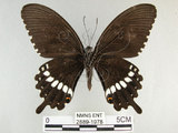 中文名:玉帶鳳蝶(2889-1978)學名:Papilio polytes pasikrates Fruhstorfer, 1908(2889-1978)