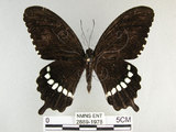 中文名:玉帶鳳蝶(2889-1978)學名:Papilio polytes pasikrates Fruhstorfer, 1908(2889-1978)
