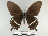 中文名:玉帶鳳蝶(2889-2053)學名:Papilio polytes pasikrates Fruhstorfer, 1908(2889-2053)