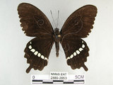 中文名:玉帶鳳蝶(2889-2053)學名:Papilio polytes pasikrates Fruhstorfer, 1908(2889-2053)