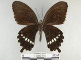 中文名:玉帶鳳蝶(2909-718)學名:Papilio polytes pasikrates Fruhstorfer, 1908(2909-718)