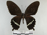 中文名:玉帶鳳蝶(2909-718)學名:Papilio polytes pasikrates Fruhstorfer, 1908(2909-718)