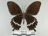 中文名:玉帶鳳蝶(2909-189)學名:Papilio polytes pasikrates Fruhstorfer, 1908(2909-189)