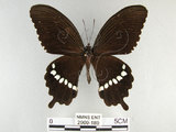 中文名:玉帶鳳蝶(2909-189)學名:Papilio polytes pasikrates Fruhstorfer, 1908(2909-189)