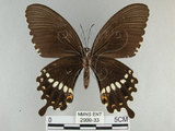 中文名:玉帶鳳蝶(2909-33)學名:Papilio polytes pasikrates Fruhstorfer, 1908(2909-33)