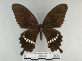 中文名:玉帶鳳蝶(2909-33)學名:Papilio polytes pasikrates Fruhstorfer, 1908(2909-33)