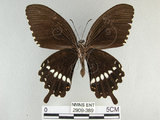 中文名:玉帶鳳蝶(2909-389)學名:Papilio polytes pasikrates Fruhstorfer, 1908(2909-389)