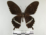 中文名:玉帶鳳蝶(2909-389)學名:Papilio polytes pasikrates Fruhstorfer, 1908(2909-389)