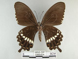 中文名:玉帶鳳蝶(2909-634)學名:Papilio polytes pasikrates Fruhstorfer, 1908(2909-634)