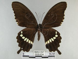 中文名:玉帶鳳蝶(2909-634)學名:Papilio polytes pasikrates Fruhstorfer, 1908(2909-634)