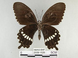 中文名:玉帶鳳蝶(2909-1526)學名:Papilio polytes pasikrates Fruhstorfer, 1908(2909-1526)