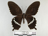 中文名:玉帶鳳蝶(2909-1526)學名:Papilio polytes pasikrates Fruhstorfer, 1908(2909-1526)