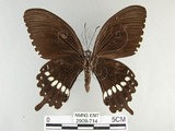 中文名:玉帶鳳蝶(2909-714)學名:Papilio polytes pasikrates Fruhstorfer, 1908(2909-714)