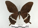 中文名:玉帶鳳蝶(2909-714)學名:Papilio polytes pasikrates Fruhstorfer, 1908(2909-714)