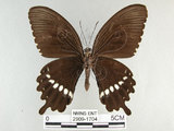 中文名:玉帶鳳蝶(2909-1704)學名:Papilio polytes pasikrates Fruhstorfer, 1908(2909-1704)
