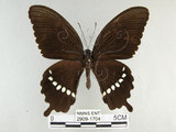 中文名:玉帶鳳蝶(2909-1704)學名:Papilio polytes pasikrates Fruhstorfer, 1908(2909-1704)
