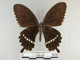 中文名:玉帶鳳蝶(2909-991)學名:Papilio polytes pasikrates Fruhstorfer, 1908(2909-991)