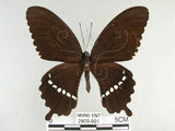 中文名:玉帶鳳蝶(2909-991)學名:Papilio polytes pasikrates Fruhstorfer, 1908(2909-991)