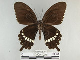 中文名:玉帶鳳蝶(2909-1008)學名:Papilio polytes pasikrates Fruhstorfer, 1908(2909-1008)