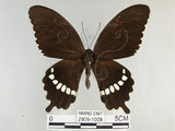 中文名:玉帶鳳蝶(2909-1008)學名:Papilio polytes pasikrates Fruhstorfer, 1908(2909-1008)