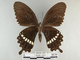 中文名:玉帶鳳蝶(2909-1027)學名:Papilio polytes pasikrates Fruhstorfer, 1908(2909-1027)